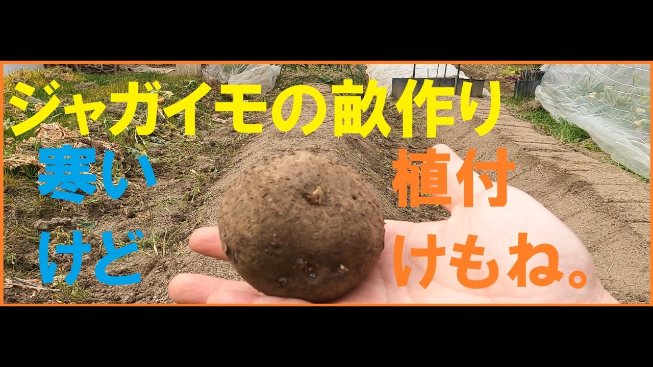 【家庭菜園】ジャガイモの畝作りと植え付け。
