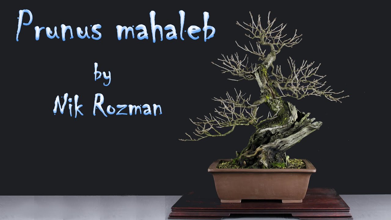Prunus mahaleb bonsai by Nik Rozman - Progression 2013►2019