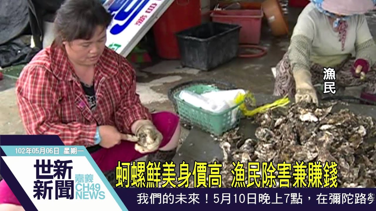 世新新聞 蚵螺鮮美身價高 漁民除害兼賺錢
