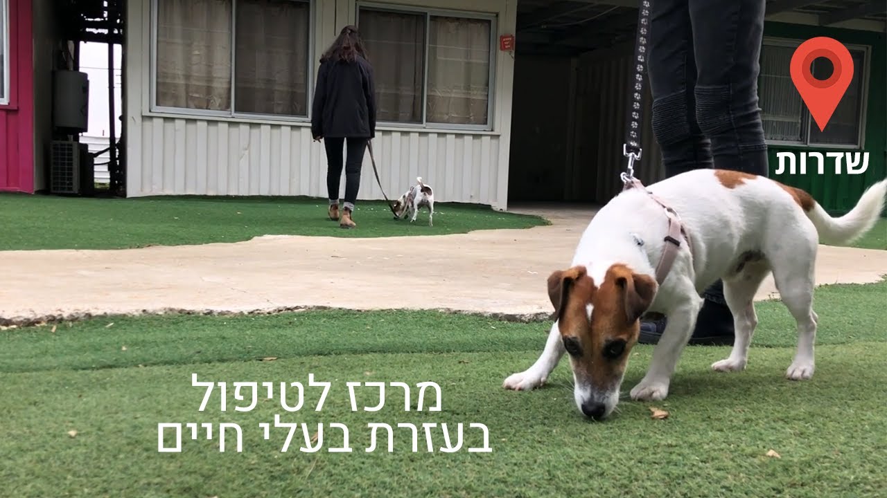 מרכז טיפול בעזרת בעלי חיים