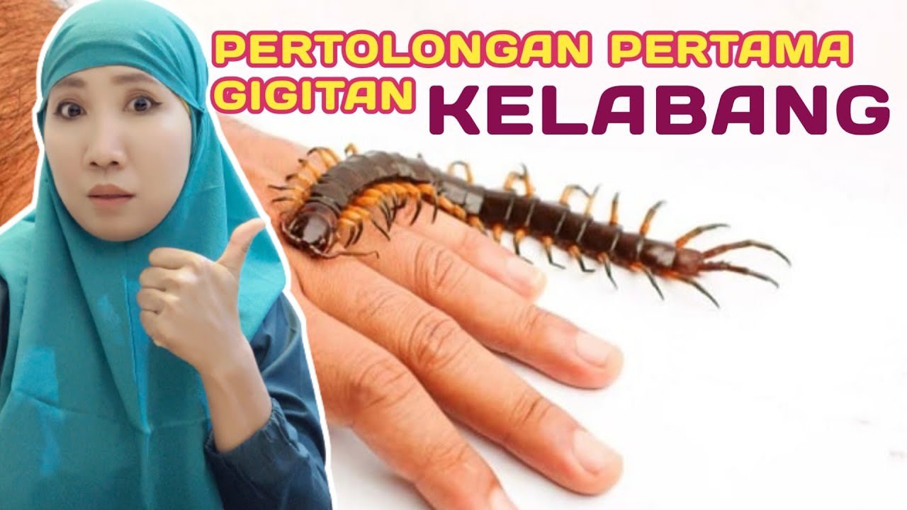 pertolongan pertama di gigit kelabang
