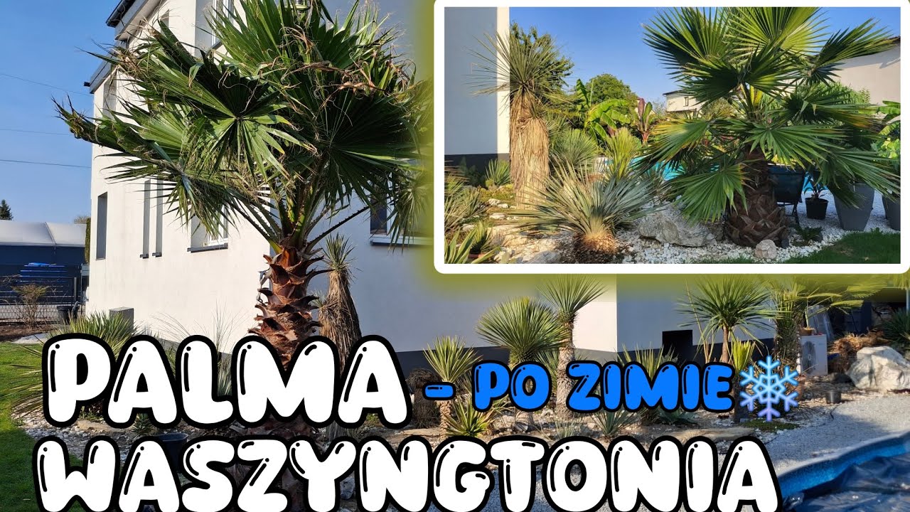 Waszyngtonia Po Zimie ! POTĘGA Wzrostu!