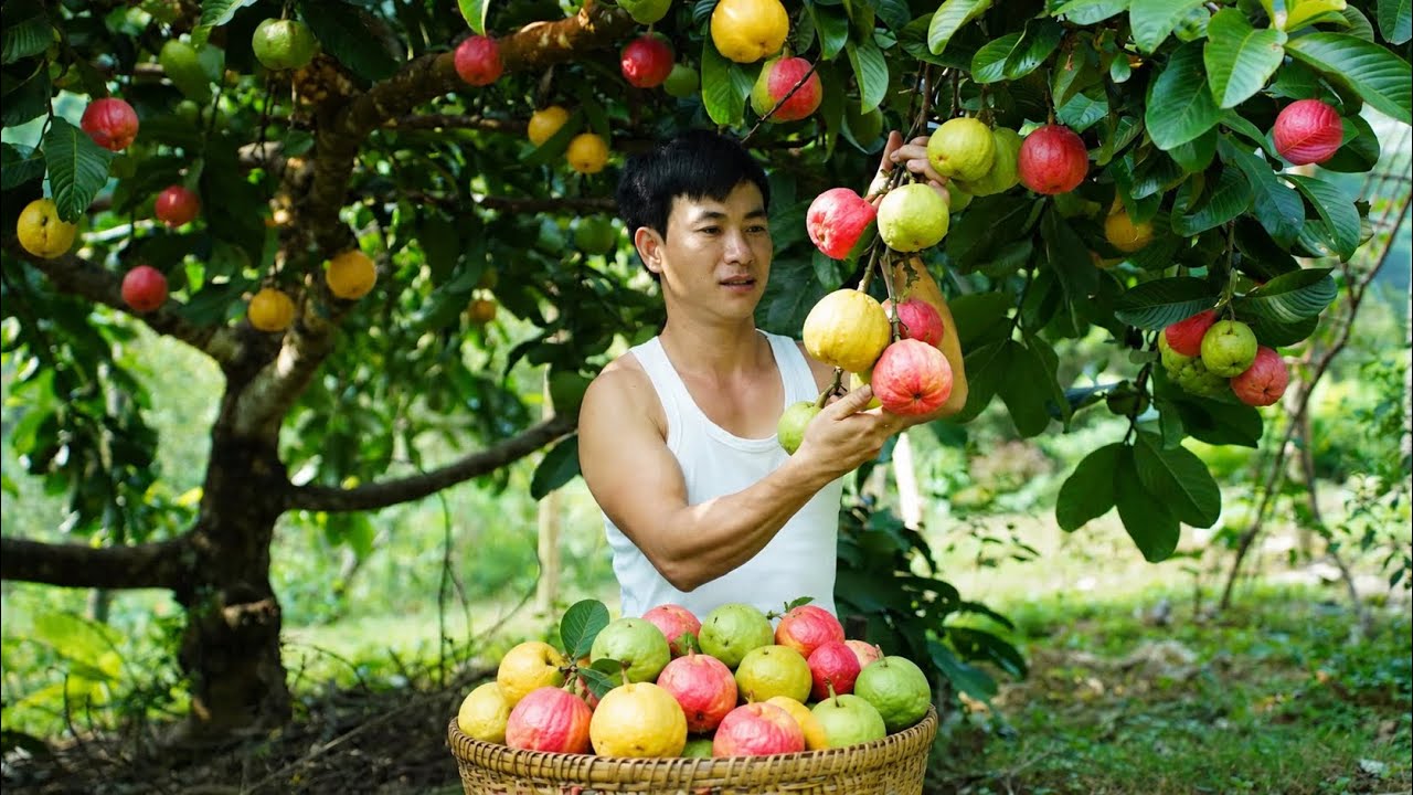 The CEO went to harvest a special, exotic fruit, a wild fruit that had been domesticated by humans.
