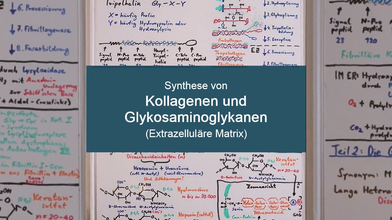 KOLLAGEN - und GLYKOSAMINOGLYKANSYNTHESE (Wie entsteht die Extrazellul&auml;re Matrix?) - Biochemie Now