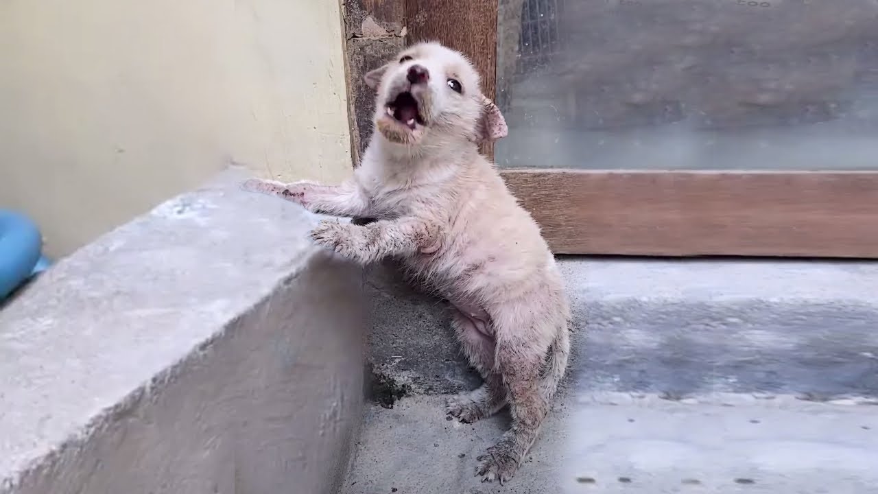 The puppy cried with all her might in despair as everyone walked by, she was at her limit