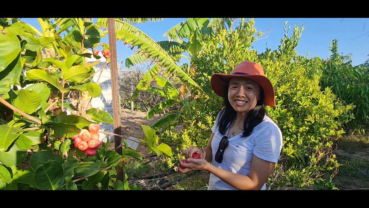 Bell fruit aka wax jambu
