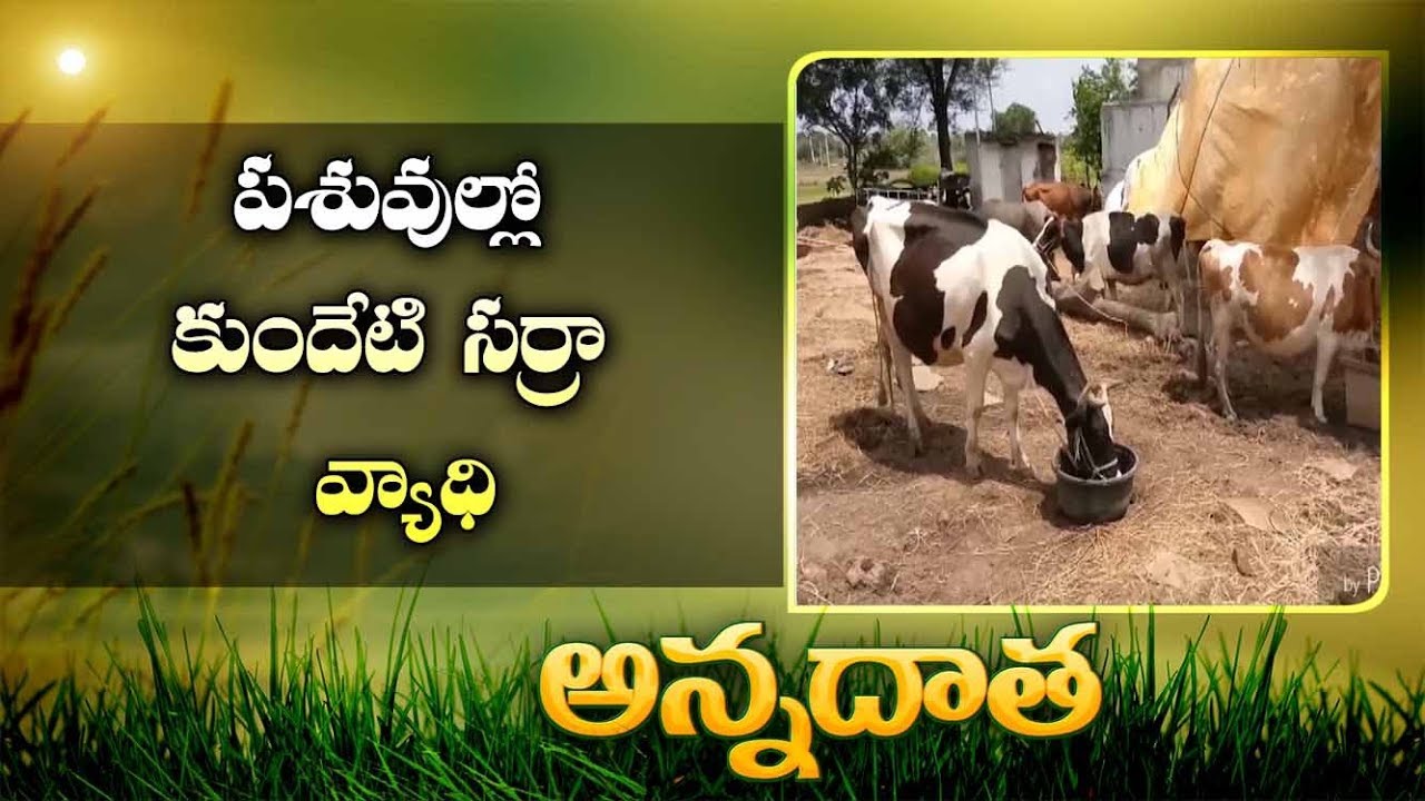 Kundetiverri Sarra Disease In Cattle || EtvAnnadata