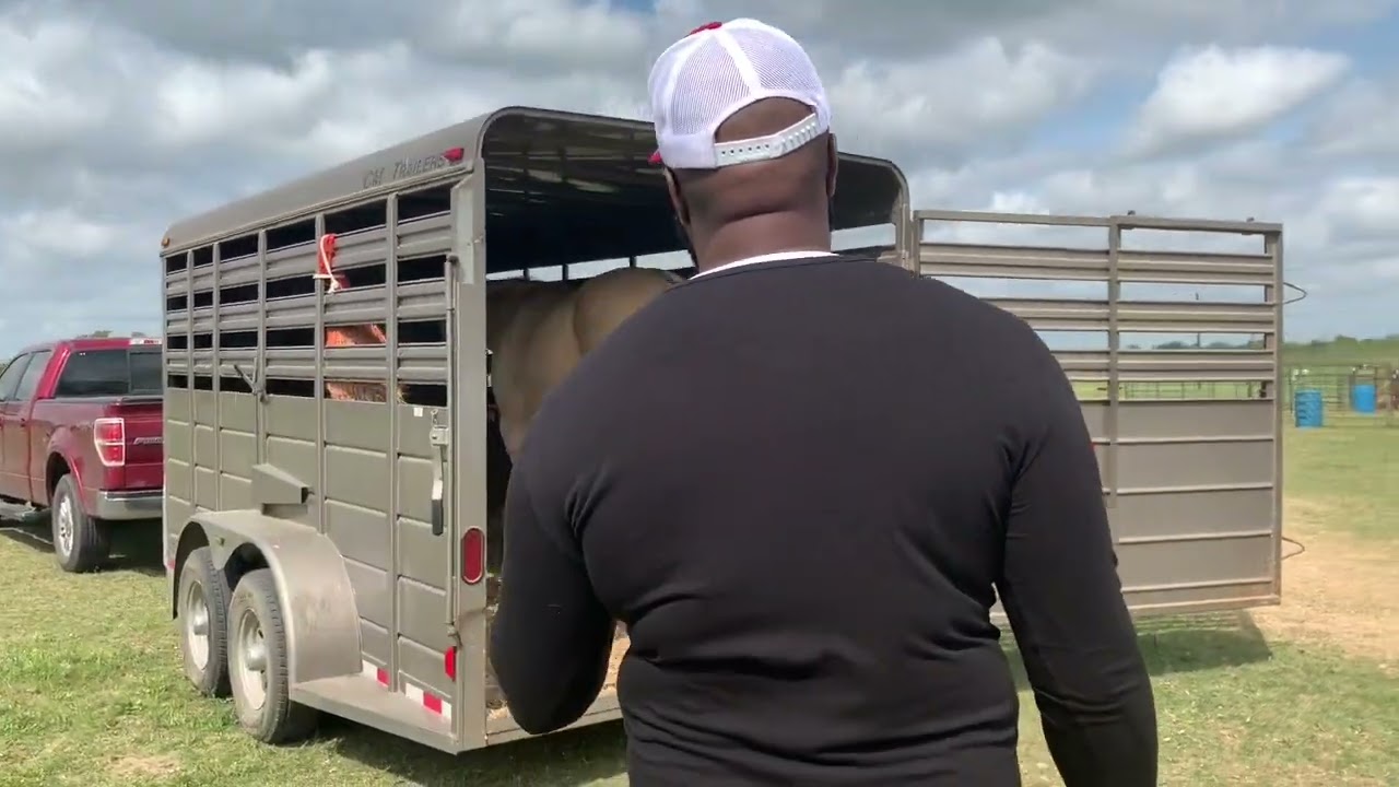 Teaching a Horse to Back Out of a Trailer Slowly
