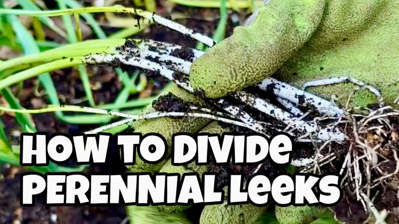 Never Buy Leeks Again! Multiply and Divide for an Endless Supply!