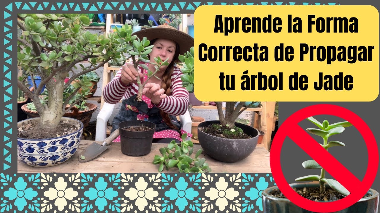 Aprende la forma correcta de propagar un árbol de Jade