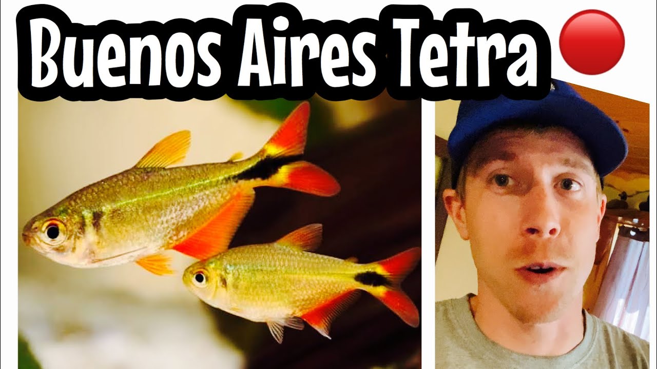 Буэнос-Айрес Tetra Fish Care