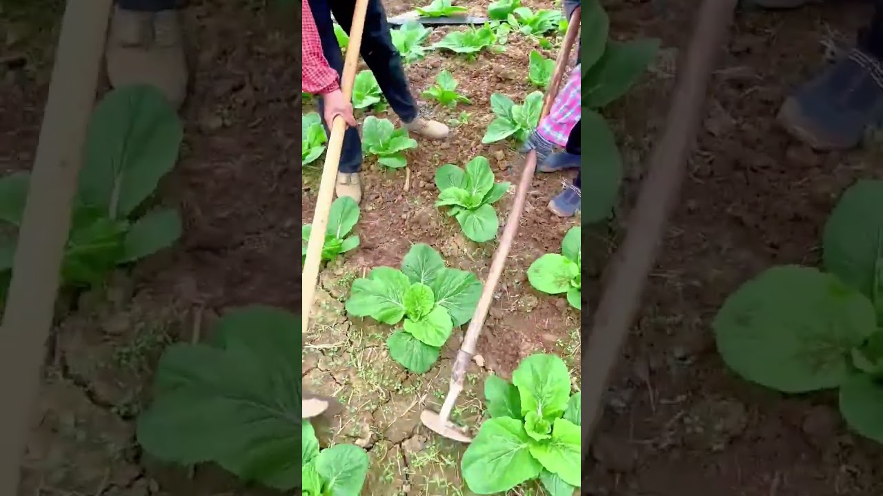 Farmers Cultivating Cabbage Fields with Hand Hoes for Healthy Plant Growth and Weed Control