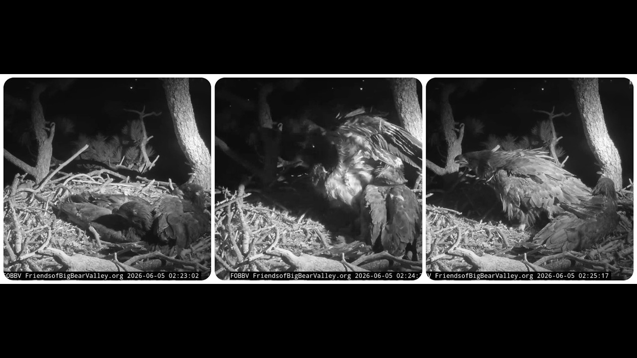 Sandy protects the nest and Luna from Fiona, Sandy makes the first sounds of an adult eagle @FBBVCAM