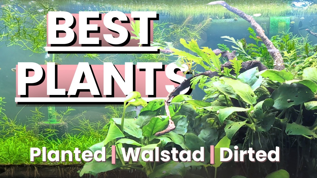 BEST PLANTS for WALSTAD METHOD - Plants for Dirted Planted Aquariums