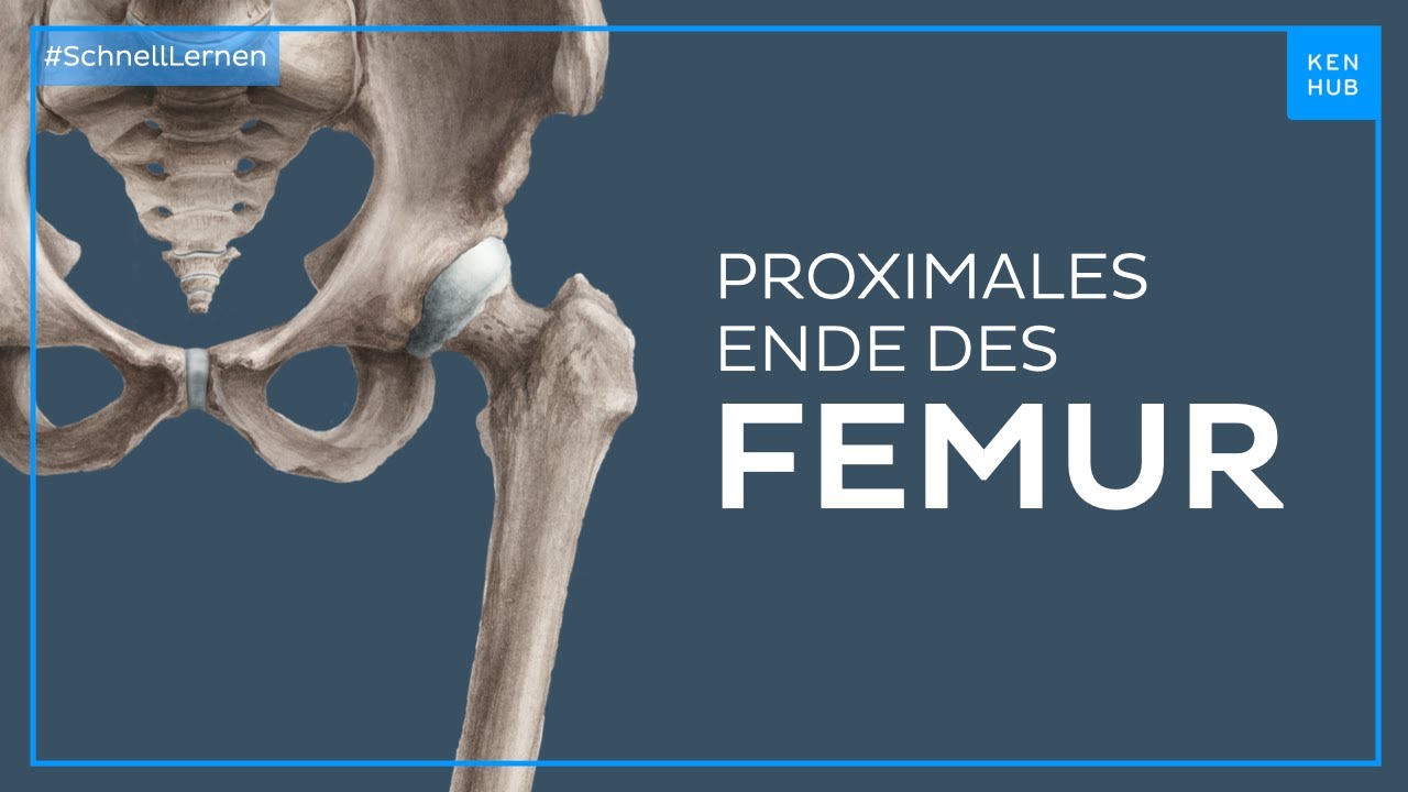 Femur proximales Ende - Anatomie einfach erklärt | Kenhub
