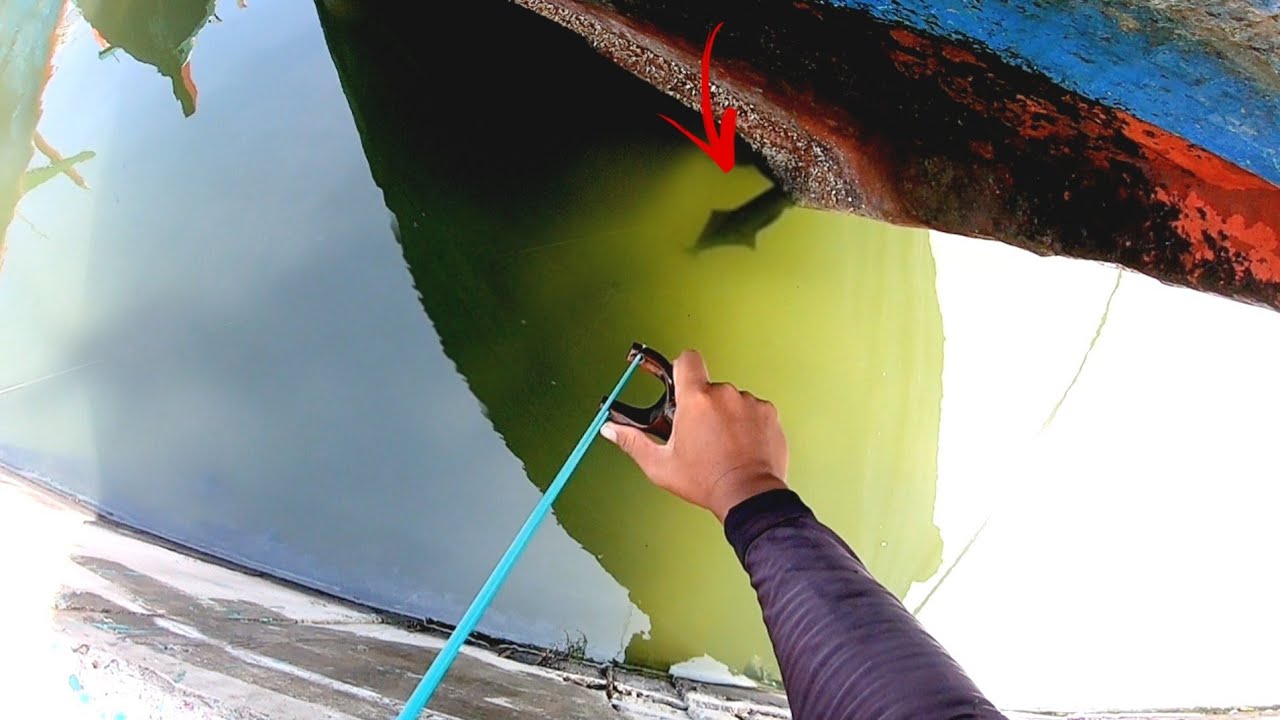 Benar Benar Menakutkan ..!! Jangan Coba Coba Melawan ikan ini Sendiri Jika Kalian Tidak Punya Nyali