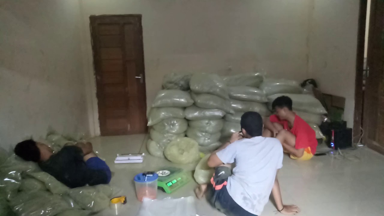 kratom high quality maeng da kratom - green malay kratom