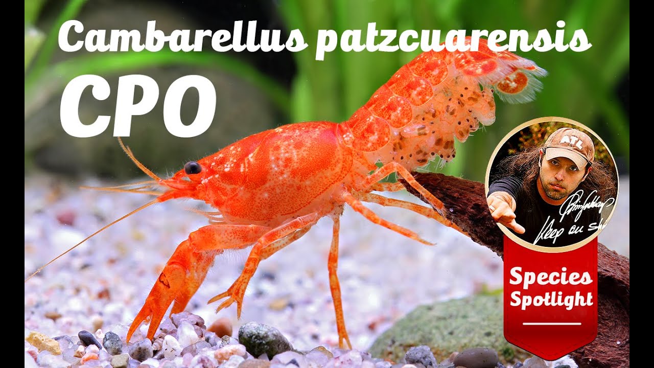 Cambarellus patzcuarensis 