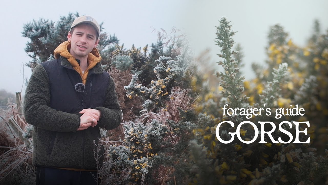 How to identify Gorse - UK Winter Foraging