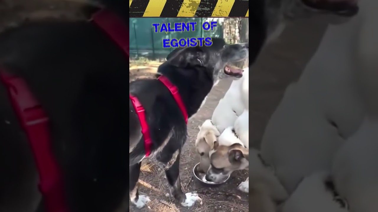 Dog cunning