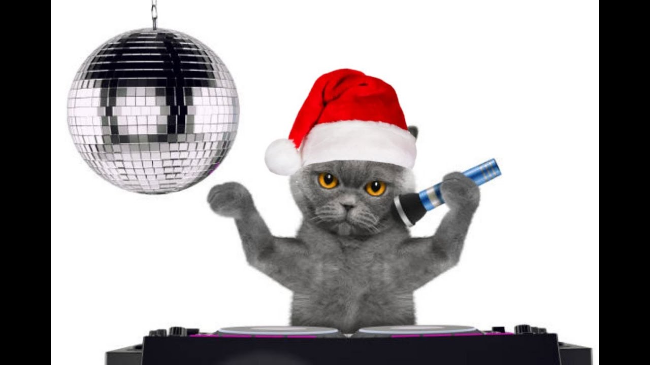 the singing cat