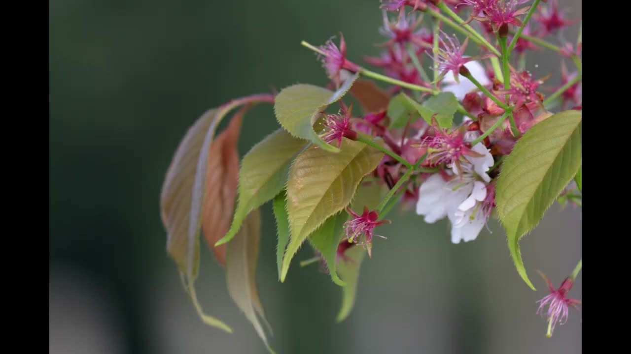 【自然、風景、写真スライドショー】葉桜#27