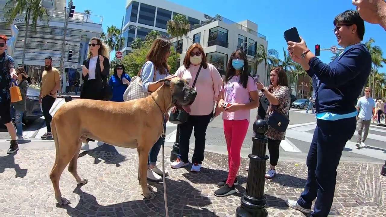 Cash 2.0 Great Dane on Rodeo Drive in Beverly Hills 21