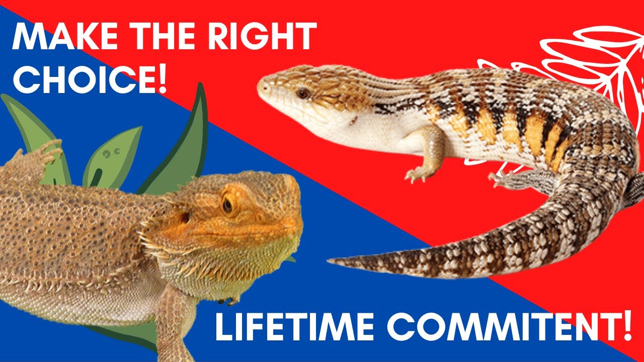 BLUE TONGUE SKINK V.S. BEARDED DRAGON! // What's the Better Pet?