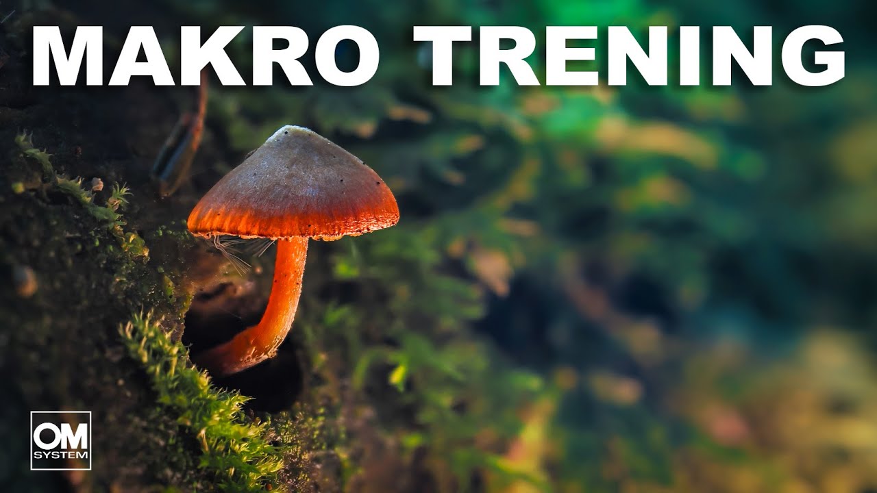 MAKRO TRENING //  OM System // 60mm f/2,8 Pro // Dzika Irlandia