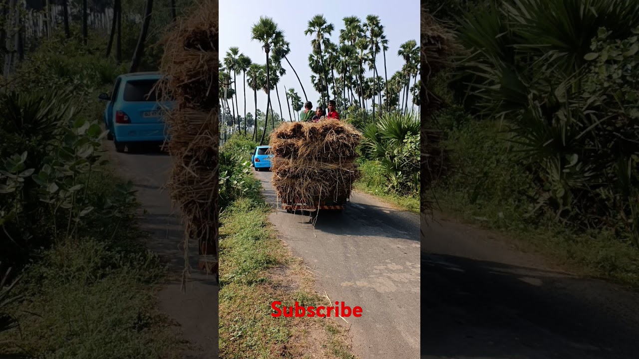 #farming #natural #keralafarm #keralafarming#shorts