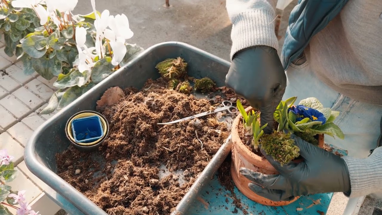 Composizione con bulbi primaverili: narcisi, giacinti e primula | Video ASMR senza voce