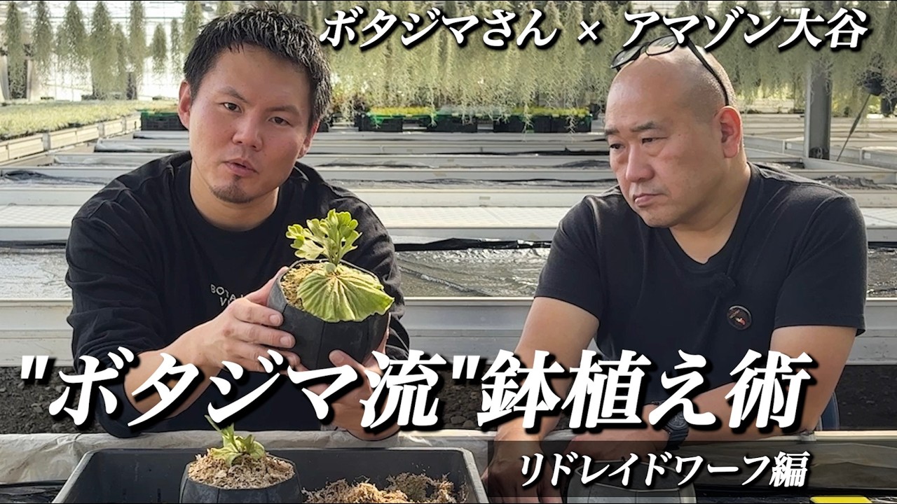 EP#028【コラボ】ボタジマさん × アマゾン大谷 ビカクシダ “リドレイドワーフ” 鉢植え術【アマゾンへ行こ〜】