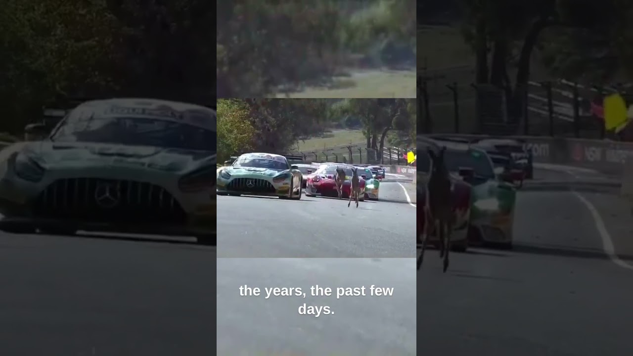 Safety Kangaroos Deployed! #gt3 #mercedes #porsche911 #bathurst #racing