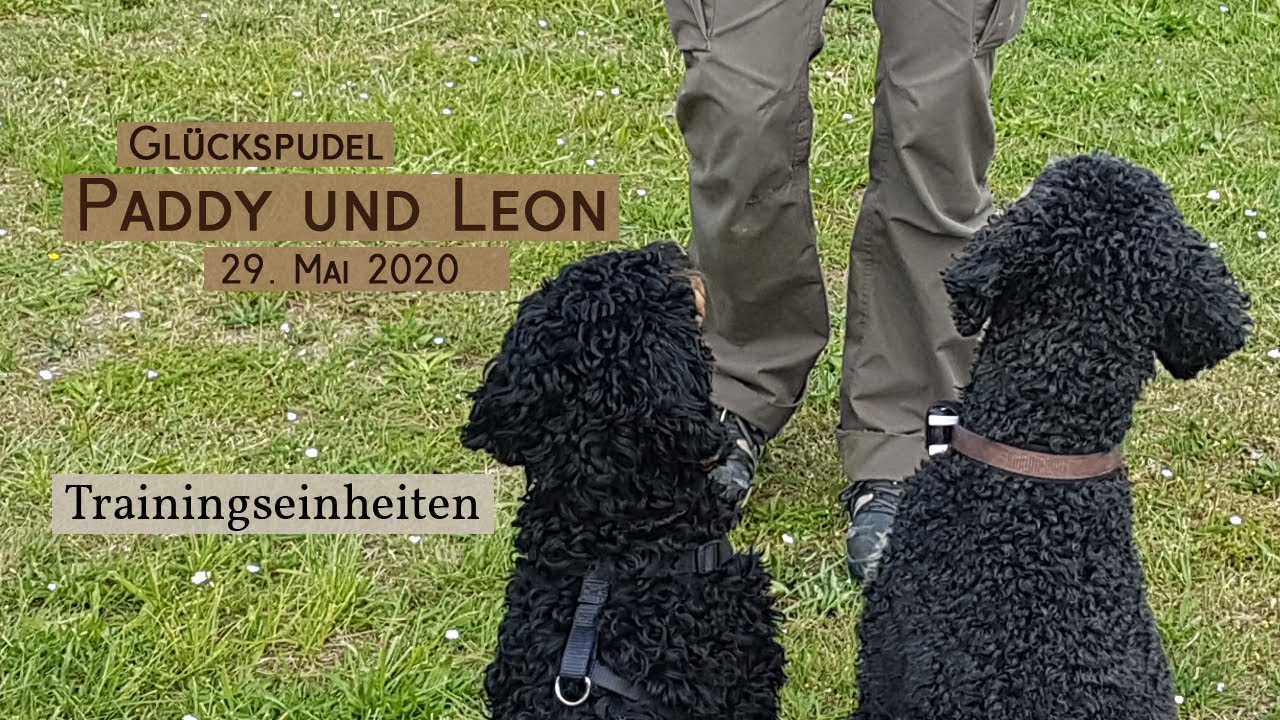Training mit Glückspudeln Paddy und Leon, Training mit zwei Hunden am 29. Mai 2020