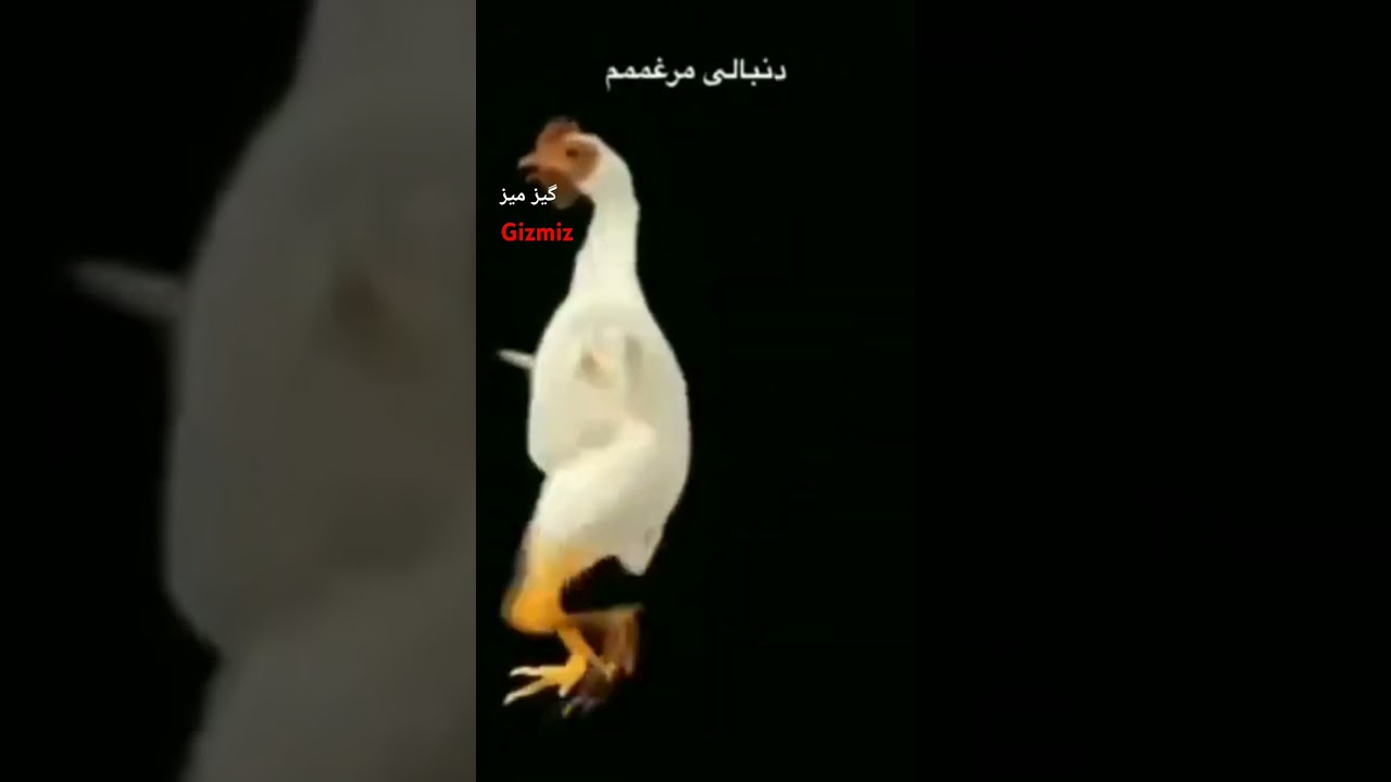 من ی خروس خوشتیپ دنبالی مرغم 😂😂😂