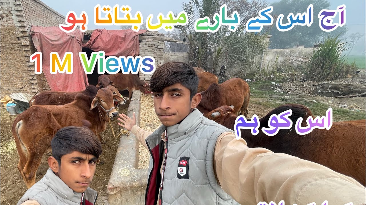 Vlog 