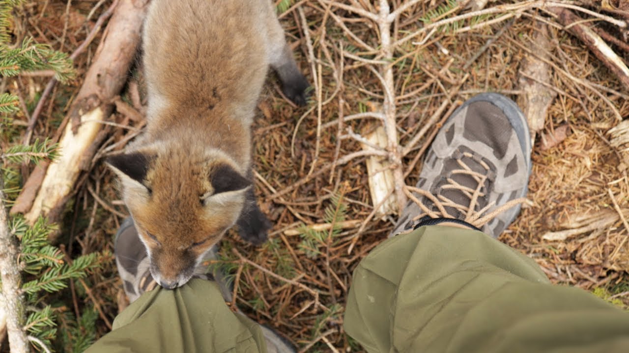 Wundersame Begegnung mit Fuchs-Welpen 🦊 im Wald #bushcraft #wildlife