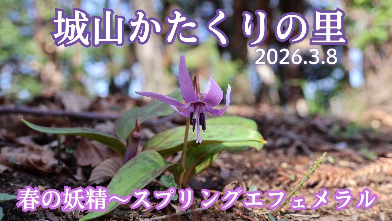 【番外編】城山かたくりの里2026～咲き始めた日本かたくりの姿をお届けします。大好きなバイカオウレン・雪割草も♪【山さんぽ】