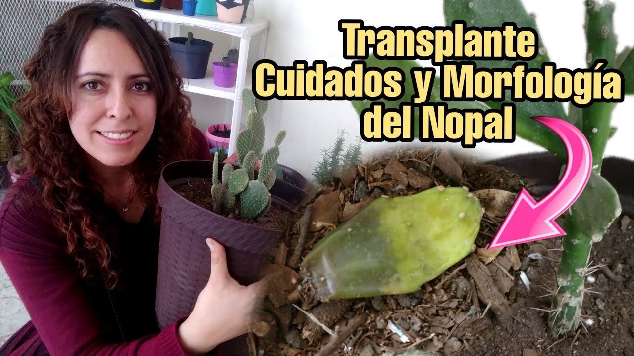 Cuidados del Nopal // Trasplante en maceta  y morfologia del Nopal