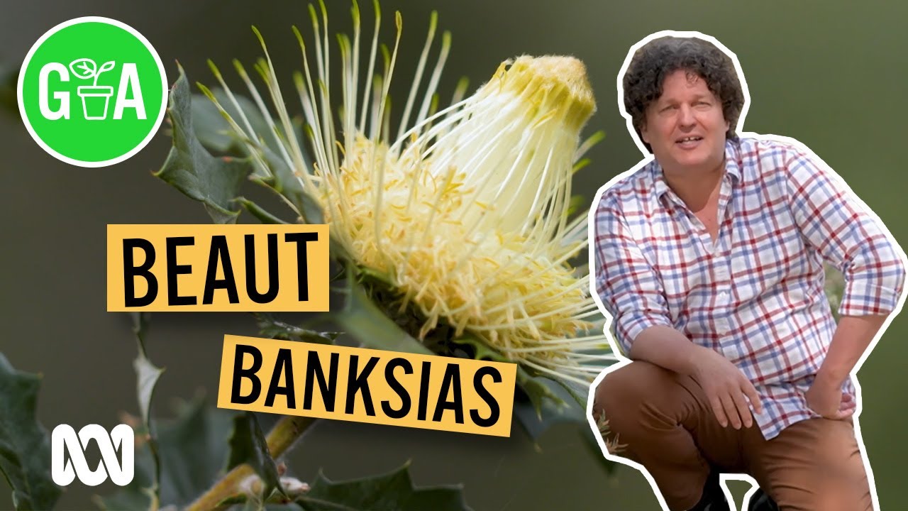Beautiful Banksias in WA | Australian Native Plants | Gardening Australia