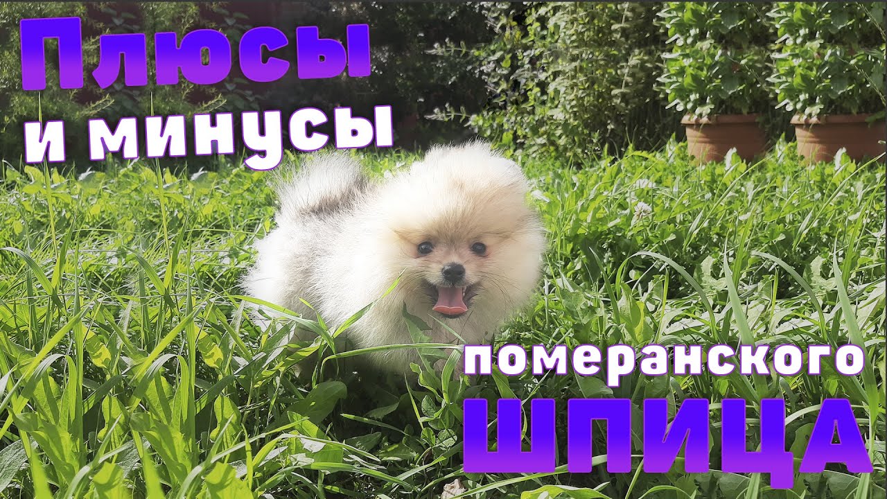 Плюсы и минусы померанского шпица | что нужно знать и ожидать