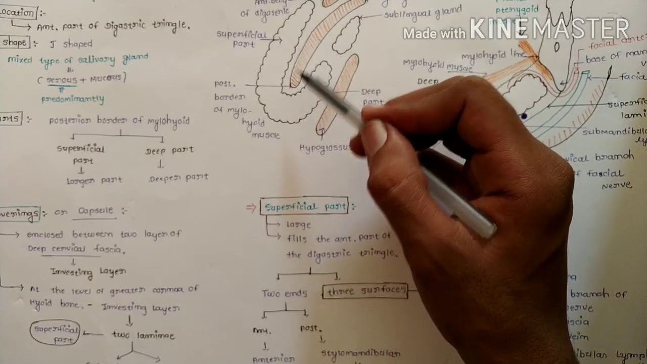 Sub Mandibular gland