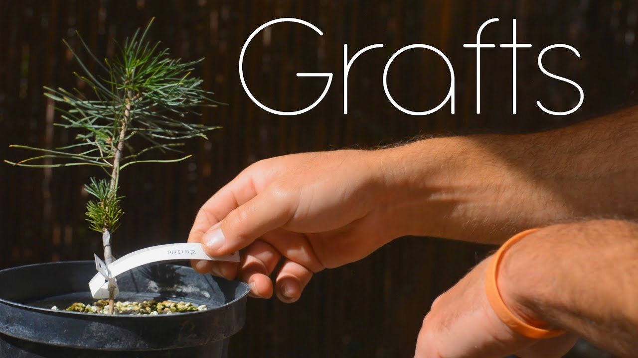 Прививки 2024, обновление и последующий уход — Arkefthos Bonsai