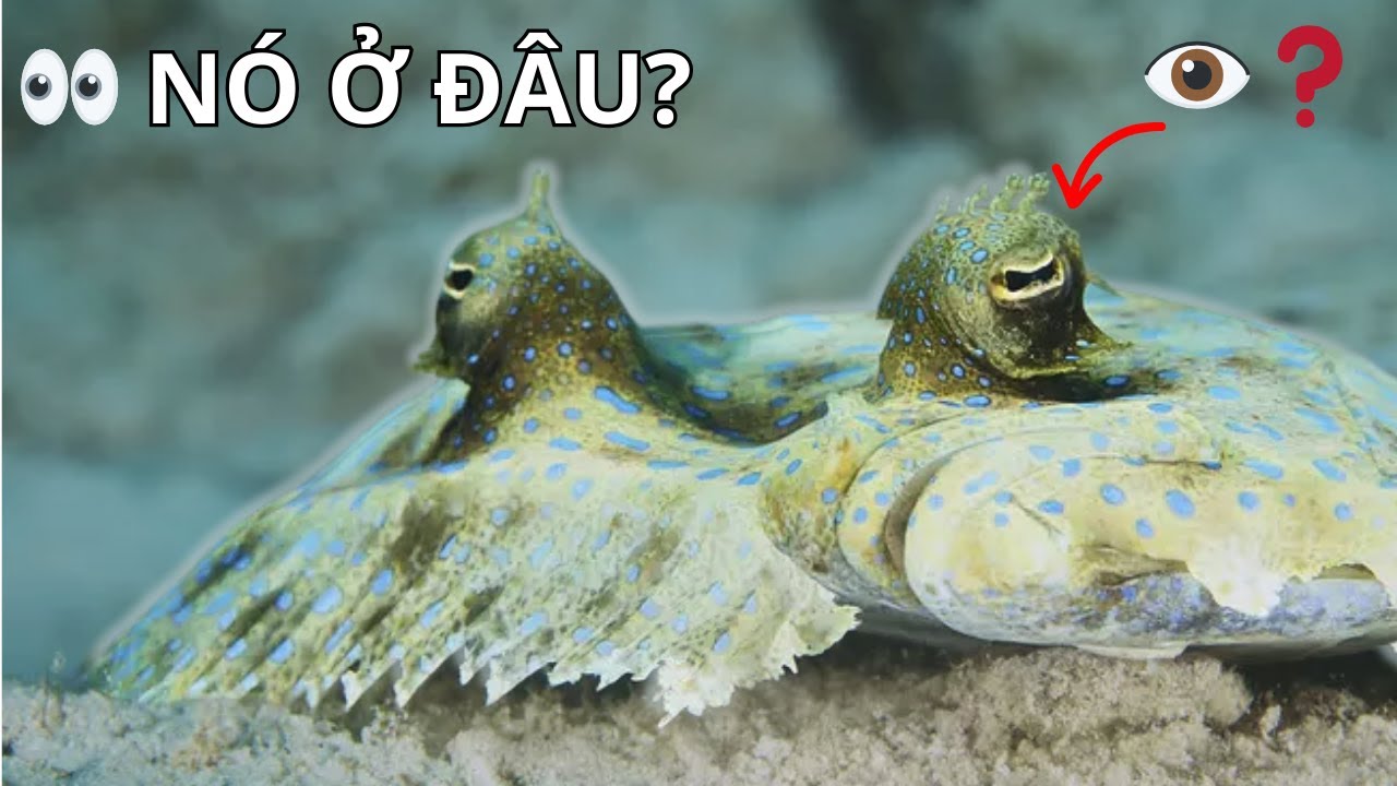 Cá bơn 🐠 Bậc thầy “tàng hình” dưới cát biển, Khám Phá Thế Giới Động Vật  | Bách Khoa Động Vật