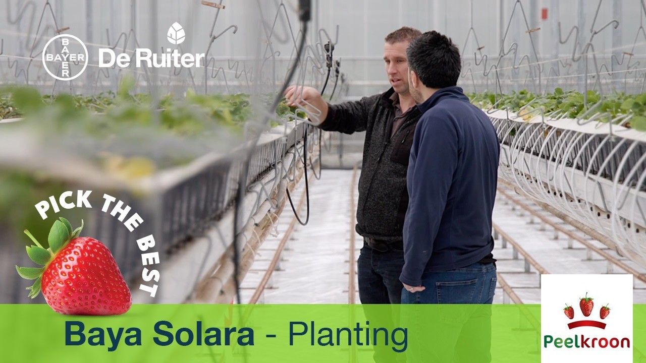 Baya Solara - planting at a grower