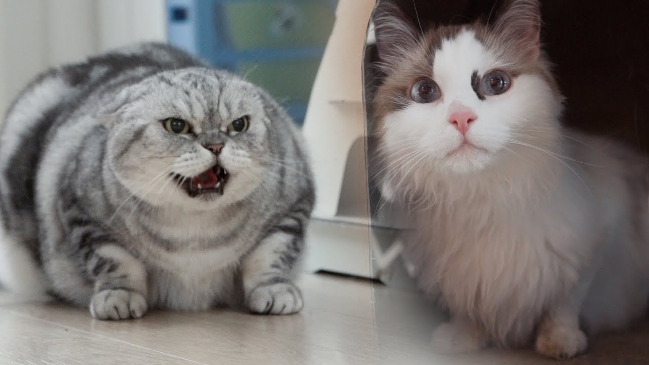 Ничто не могло остановить этого кота! Он снова сбежал! 😱