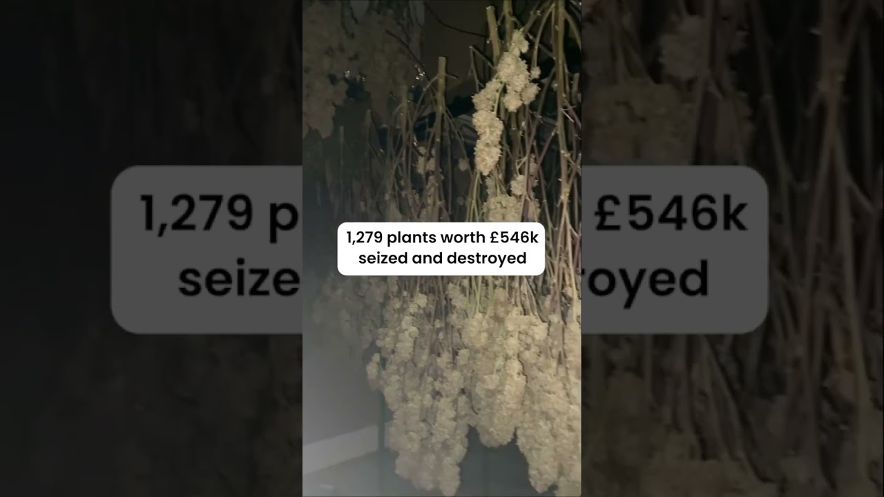 Cannabis plants worth &pound;546K and 13 arrested
