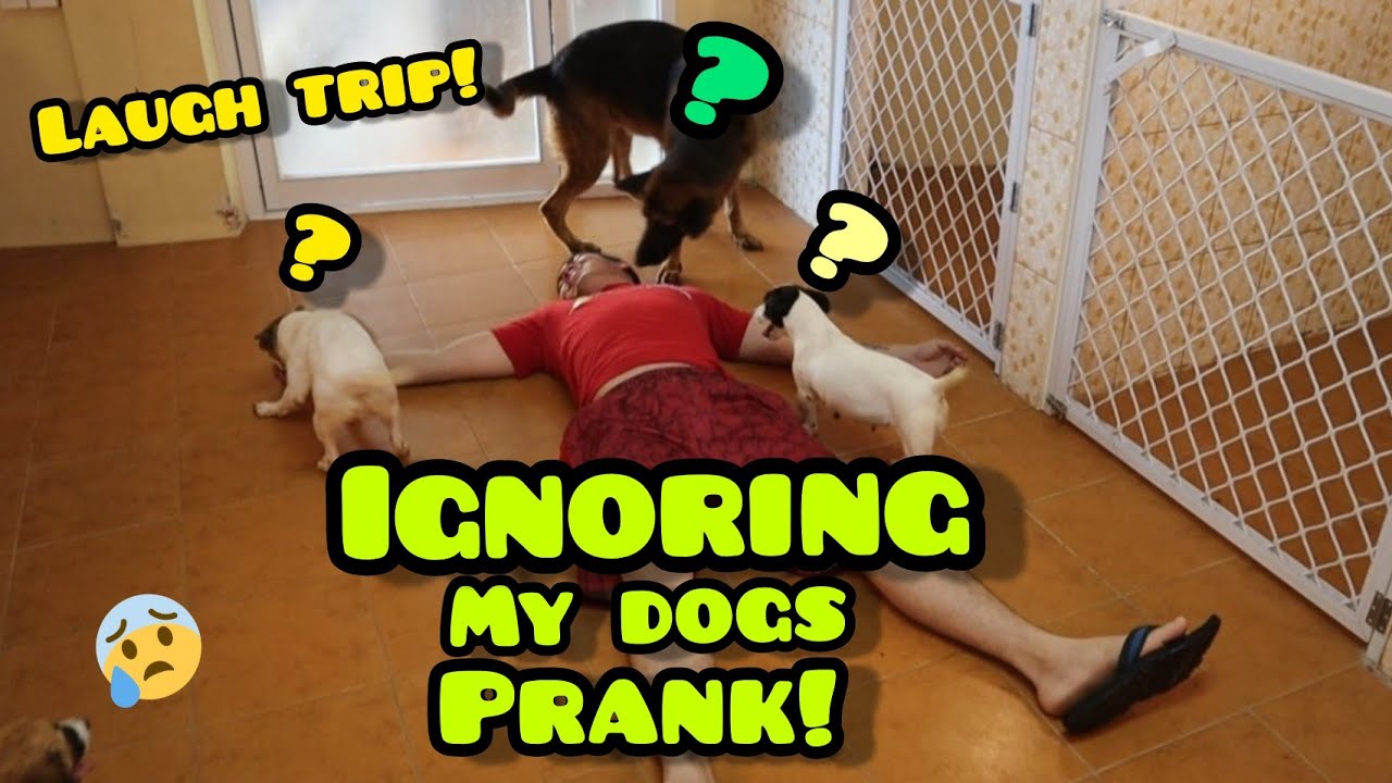 IGNORING MY DOGS PRANK