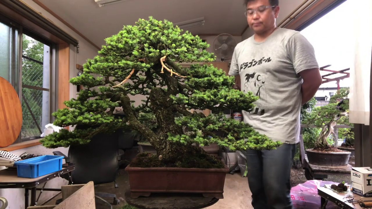 【北盆】〜盆栽の手入れ〜蝦夷松（エゾマツ）の芽摘み