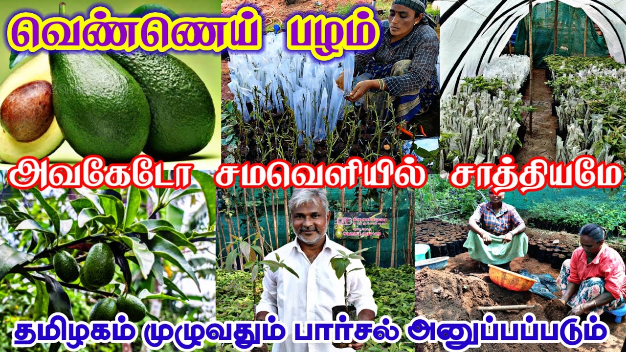 சமவெளியில் விளையக்கூடிய அவகேடோ செடி கிடைக்கும் 🌱Avocado plants sales / Butterfruit